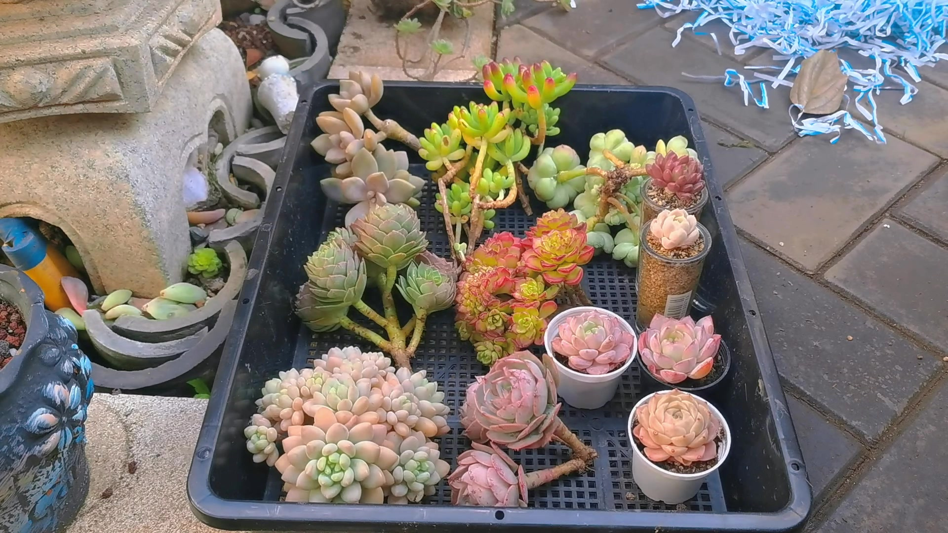 How to ship live succulents: succulent packing and shipping guide
