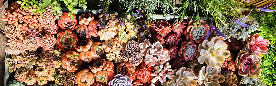 Outdoor Succulents