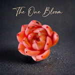 Rare Rosette-forming Succulent - Echeveria 'Champagne' - Highly Valued For Drought-tolerant and Unique Color Transformations