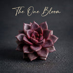 Echeveria 'Delight Rose' Live Succulent 1.5" in Diameter - Rare Rose-like Rosette Plant