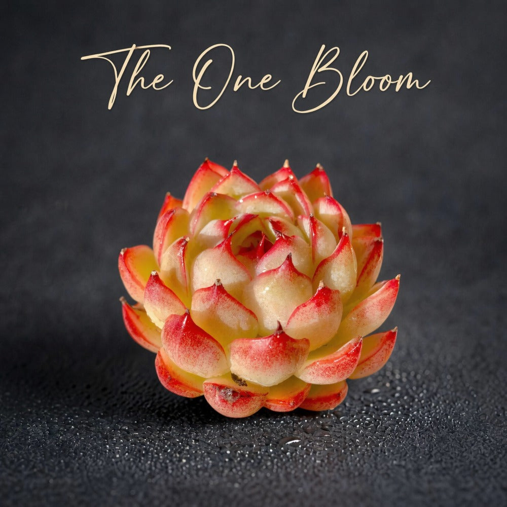 fairy bloom succulents Echeveria 'Soul Fairy' Single-plant Living Succulent Approx. 2–2.5 inch in  Diameter
