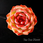 Fully Upgraded Boutique Rare Succulent Plants Live/Echeveria Silhouette 1 Head 3-3.5", Bare Root With Soil Pot Kit/Plants Gifts