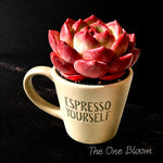 Fully Upgraded Boutique Rare Succulent Plants Live/Echeveria LoveBird/Live Plant/ Bare Root With Soil Pot Kit/Plants Gift