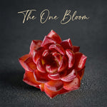 Rare Delicate Succulent - Echeveria 'Love Bird' - Popular Among Collectors For Vibrant Color