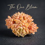 Beautiful Hardiness Succulent - Echeveria 'Ben Badis' - Multiple Rosettes Approx. 3–3.5 inches Across