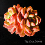 Fully Upgraded Boutique Rare Succulent Plants Live/Echeveria Ariel 2 Heads 3" /Bare Root With Soil Pot Kit/Plants Gift