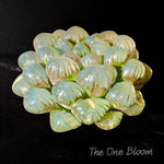 Fully Upgraded Boutique Rare Succulent Plants Live/Haworthia Cooperi Ice Lantern 2.5", Bare Root With Soil Pot Kit/Plants Gift