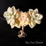 Fully Upgraded Boutique Rare Succulent Plants Live/Graptoveria paraguayense bernalense variegatarare/2-3 heads/, Bare Root With Soil Pot Kit