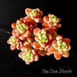 Boutique Rare Succulents/Sedum Clavatum 3.5", Imported Live Succulent Plants/Bare Root Without Soil Pot/Plants Gifts