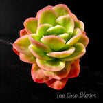 Fully Upgraded Boutique Rare Succulents/Echeveria Ice Rose Variegated 3-3.5"/Bare Root Optional Soil Pot Kit/Plants Gifts