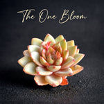 Father's Day Gift: Echeveria 'German Champagne' - Popular Home Decor Plant - Easy-care Drought-tolerant Succulent