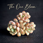 Father's Day Gift: Echeveria 'Champagne Grapes' - "Bubbly" Appearance Grape-like Cluster - Highly Valued Succulent