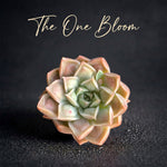 Rare Succulent Highly Sought-after - Echeveria 'Doctor Strange' - Rewarding Plant Add a Striking "Alien" Look