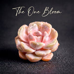 Echeveria 'Teddy Bear Burger' - Single Diameter Approx. 2"-2.5"