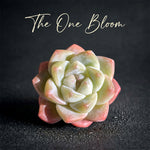 Echeveria 'Ice Green' Single-headed Approx. 2.5 inches in Diameter