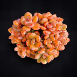 Boutique xSedeveria ‘Maxwell’ Cluster Succulent Plant | Rare Big Live Succulent | WYSIWYG | Bare Root 2512-042