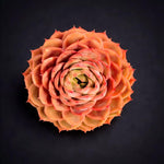 Boutique Echeveria ‘Onslow’ Succulent Plant | Rare Live Succulent | Sculptural Rosette | WYSIWYG | Bare Root to Survive 2512-044