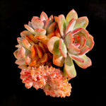 Boutique Echeveria ‘Orange Monroe’ Live Succulent | Rare Character Natural Form Succulent Plant | WYSIWYG | Bare Root Cluster Survive 2512-049