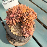 3bd230a6-ede9-4833-a423-b2e145eb5d79