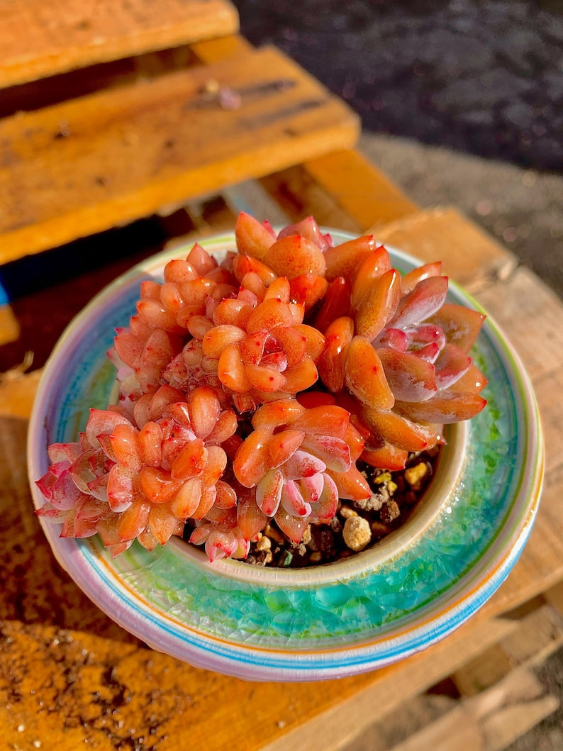 red orange succulents Echeveria ‘Orange Monroe’ Cluster Succulent Plant | Rare Live Succulent