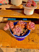 c0eb6ed9-6b6a-4bdd-9dbc-f9812ff72ad8