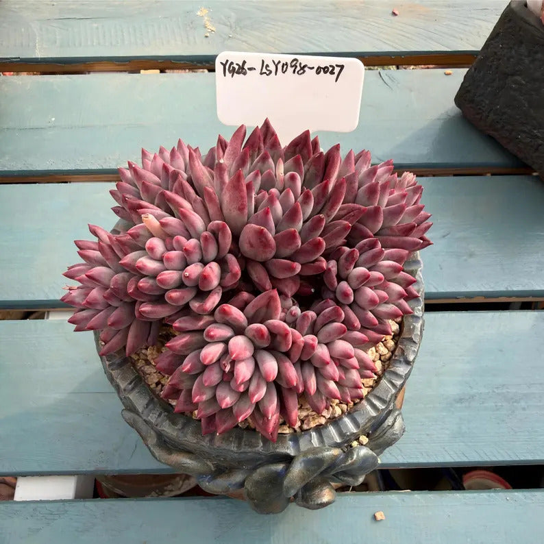 4-Year-Old Rare Echeveria 'Pink Cherry' Succulent 4.5-inch Mature Plan   The One Bloom