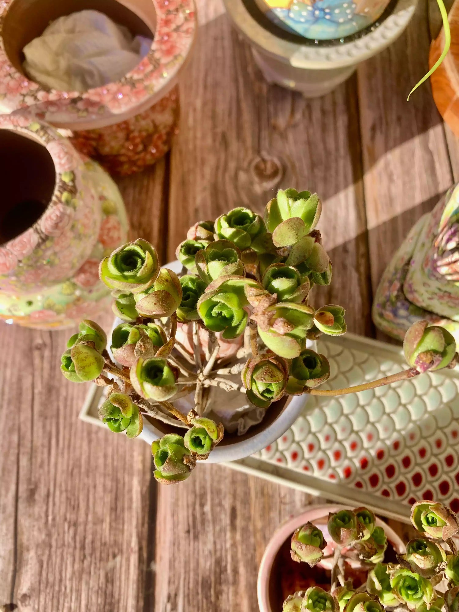 Aeonium Saundersii Pinheads