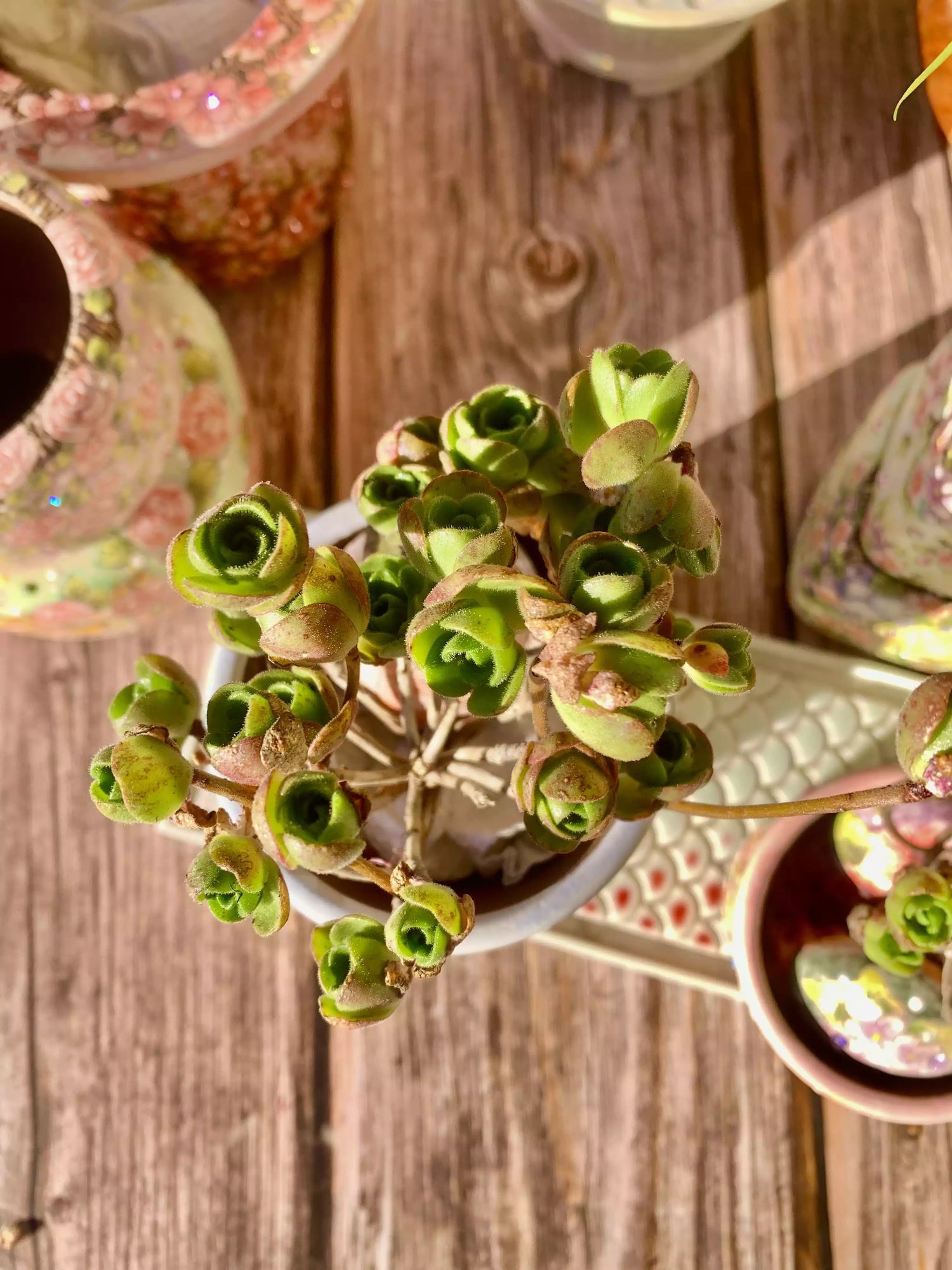 Aeonium Saundersii Pinheads