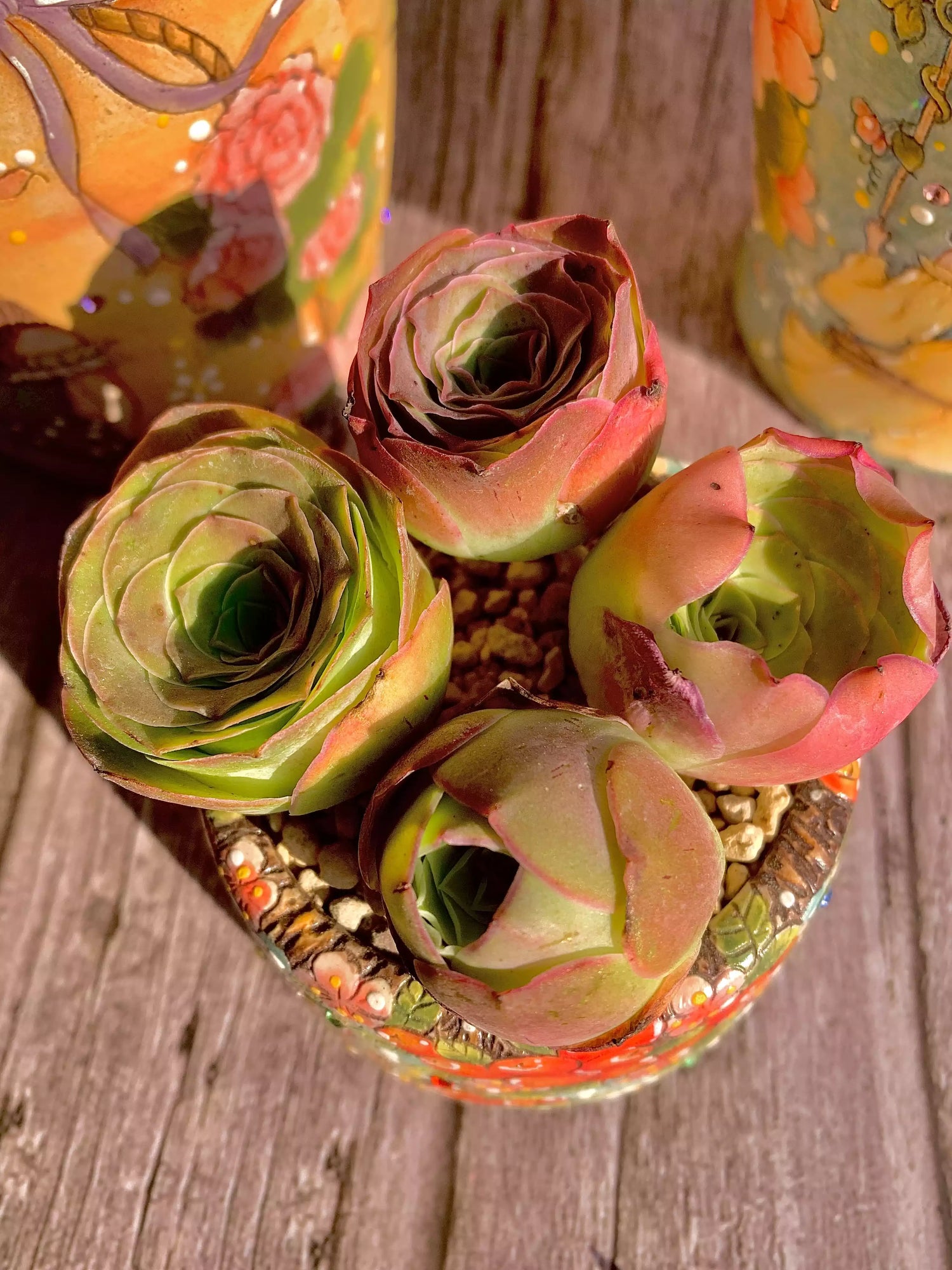 Aeonium aureum/6 branches