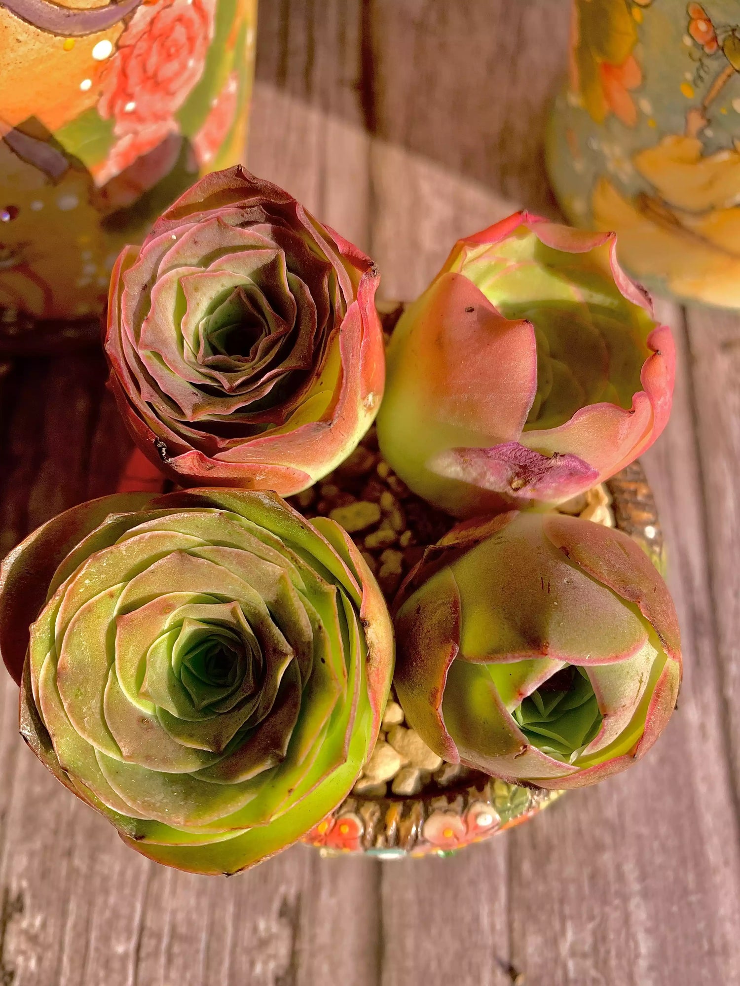 Aeonium aureum/6 branches