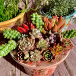 CUTTINGS/12 branches