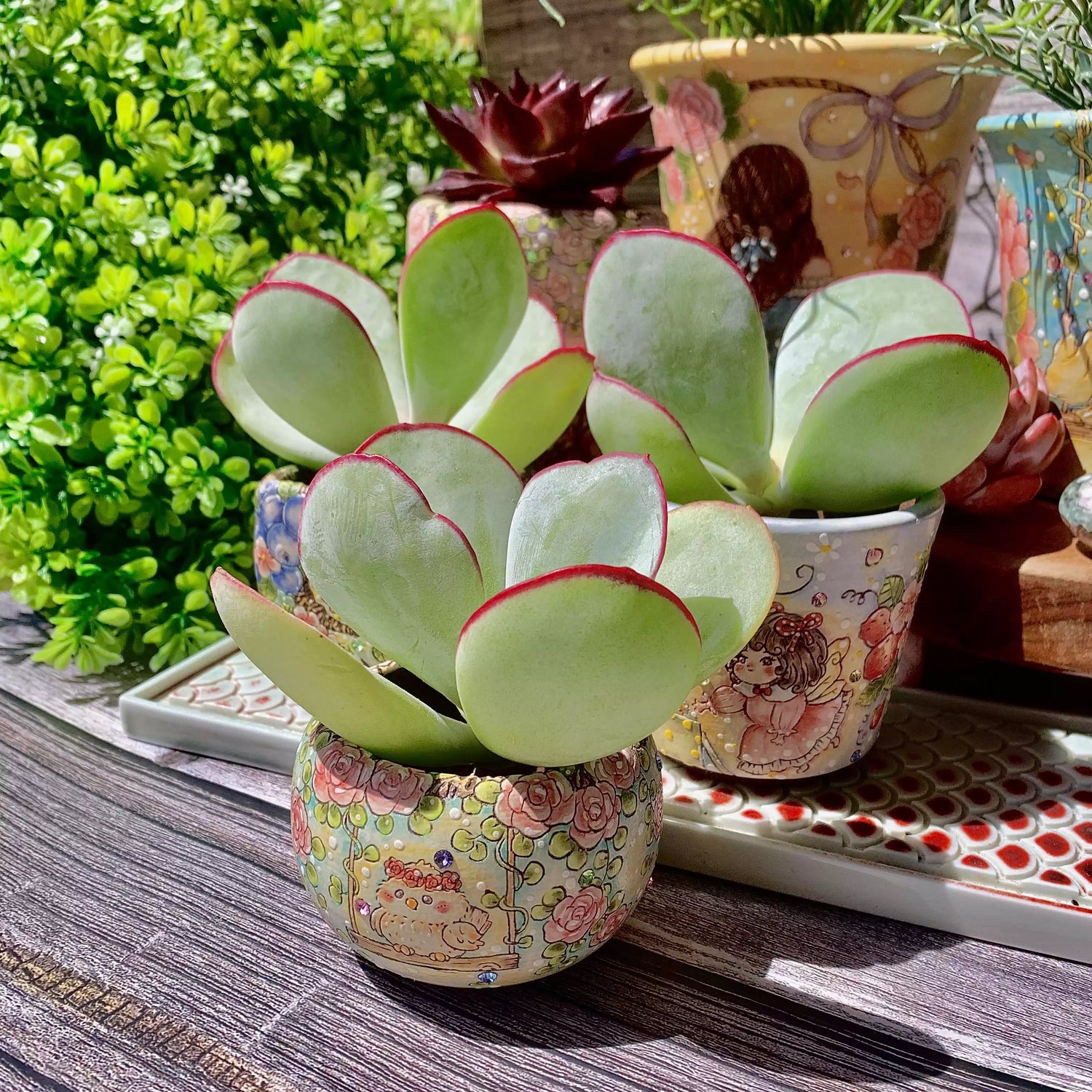 Cotyledon Orbiculata Hakubi