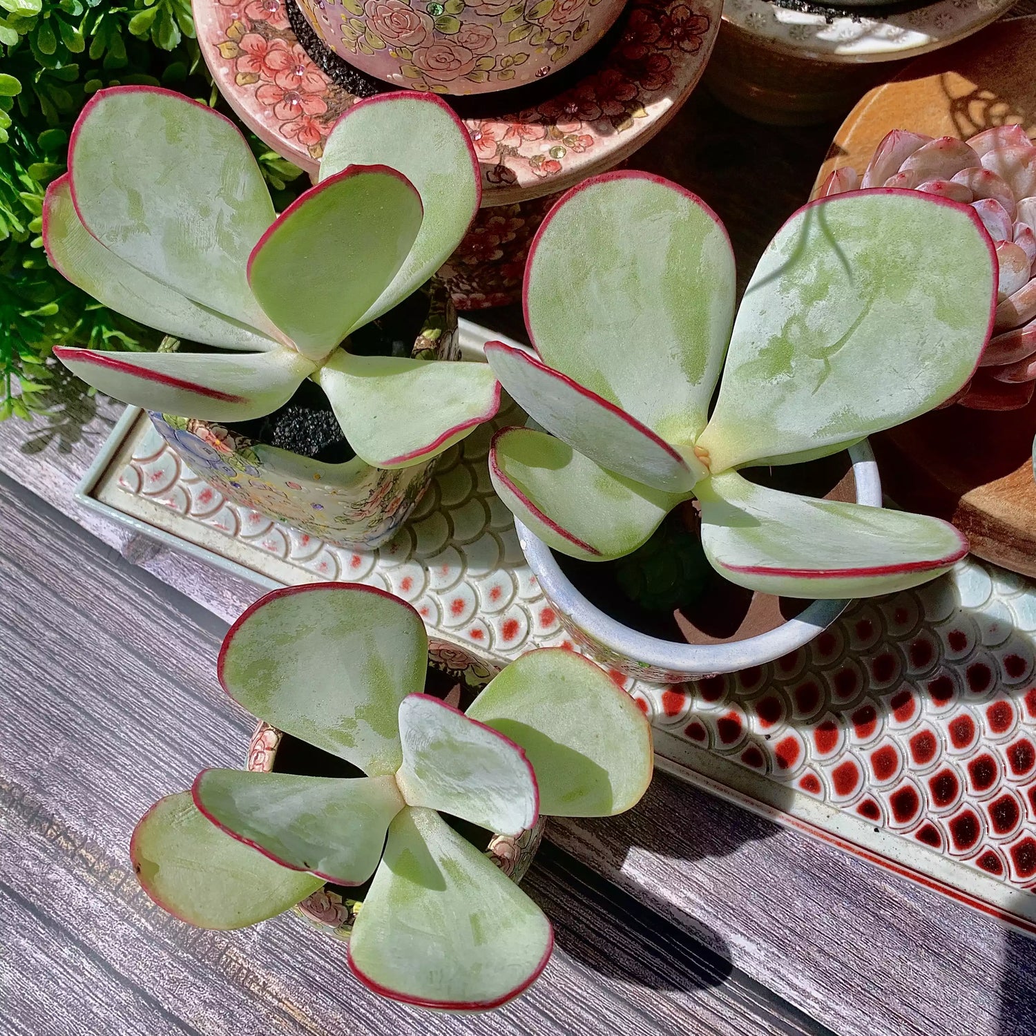 Cotyledon Orbiculata Hakubi