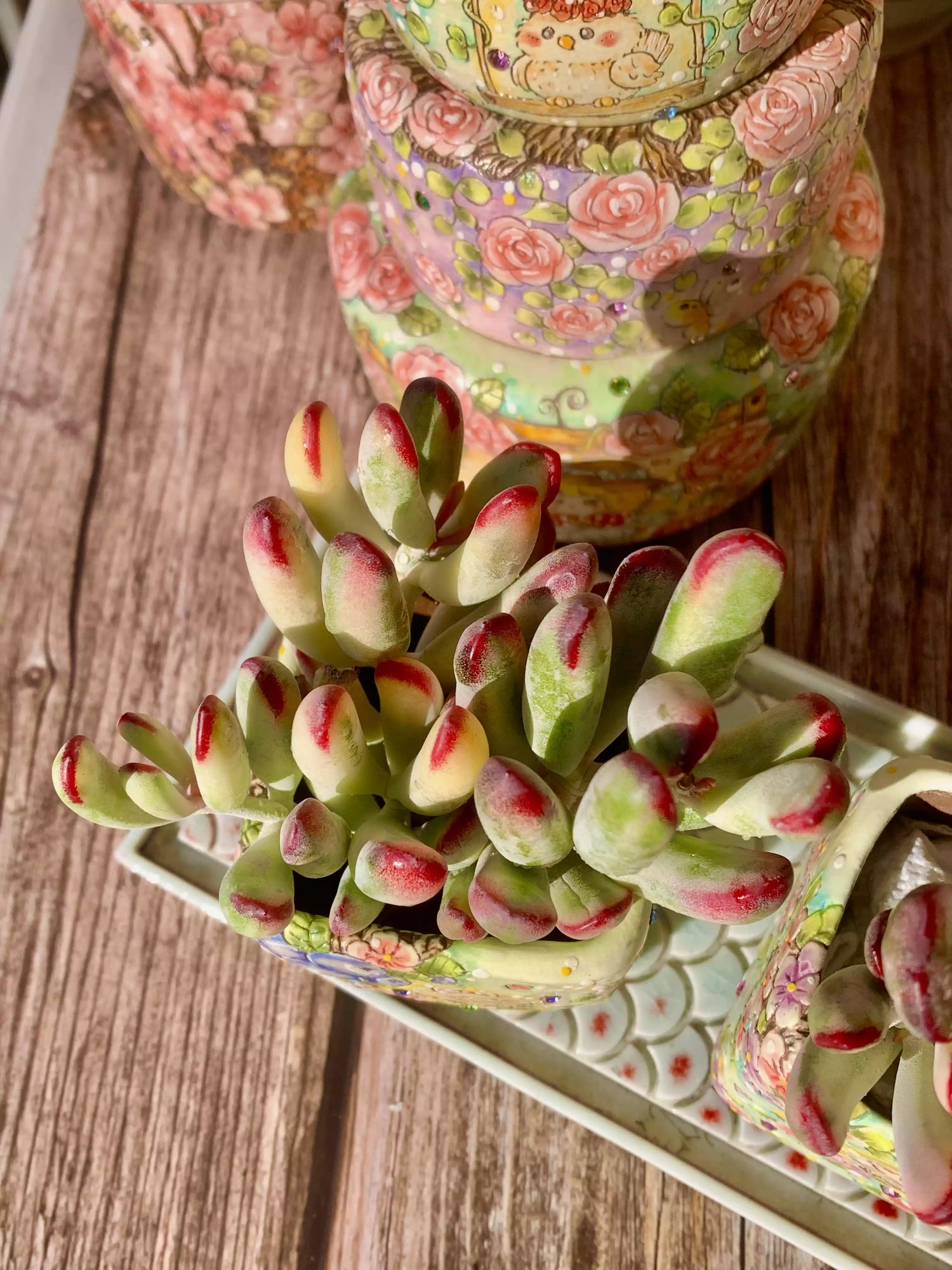Cotyledon Orbiculata cv. Long Leaf Variegated