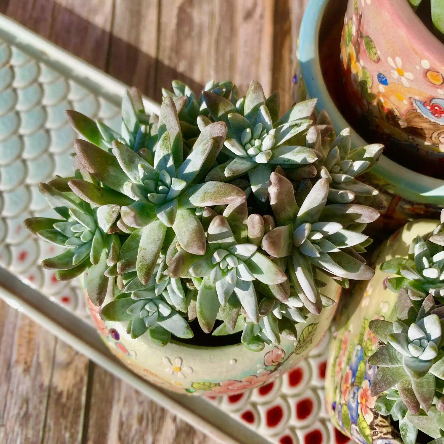 Dudleya gnoma S.W.McCabe
