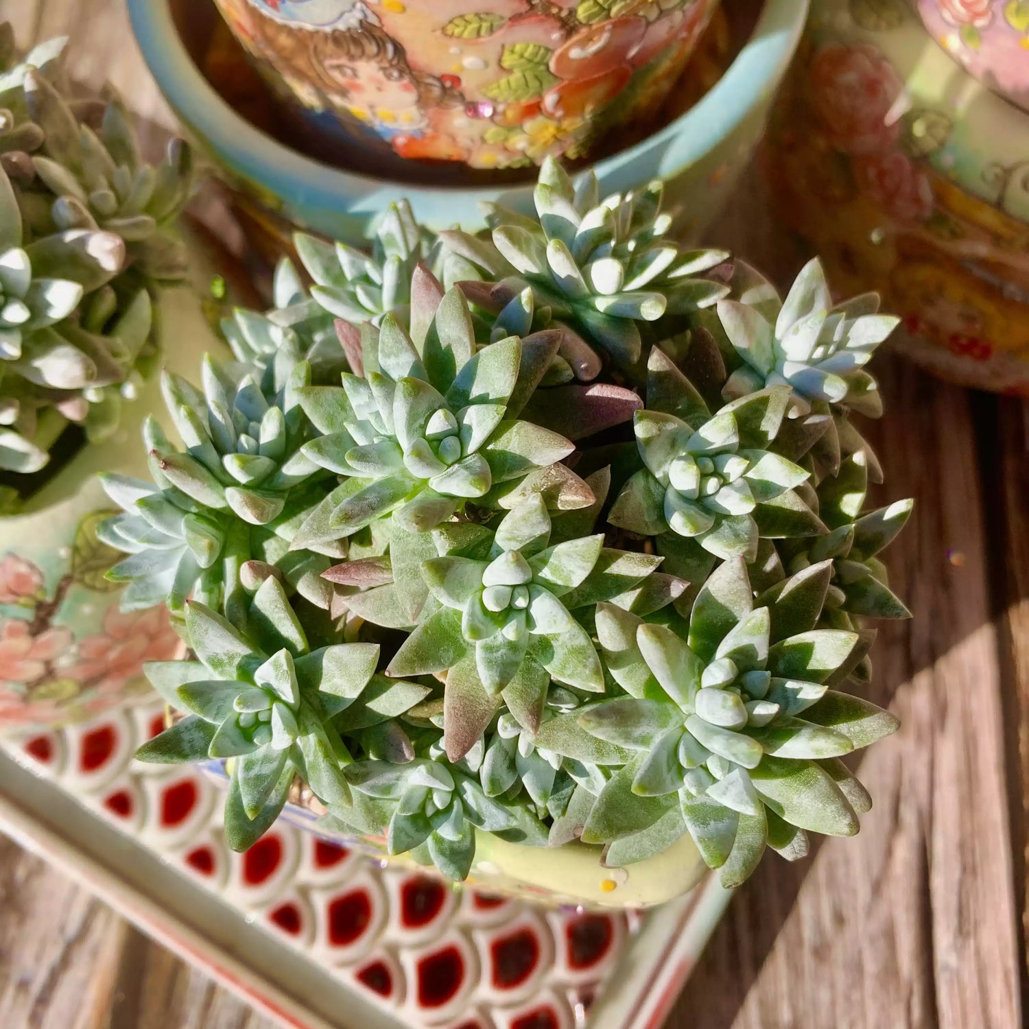 Dudleya gnoma S.W.McCabe