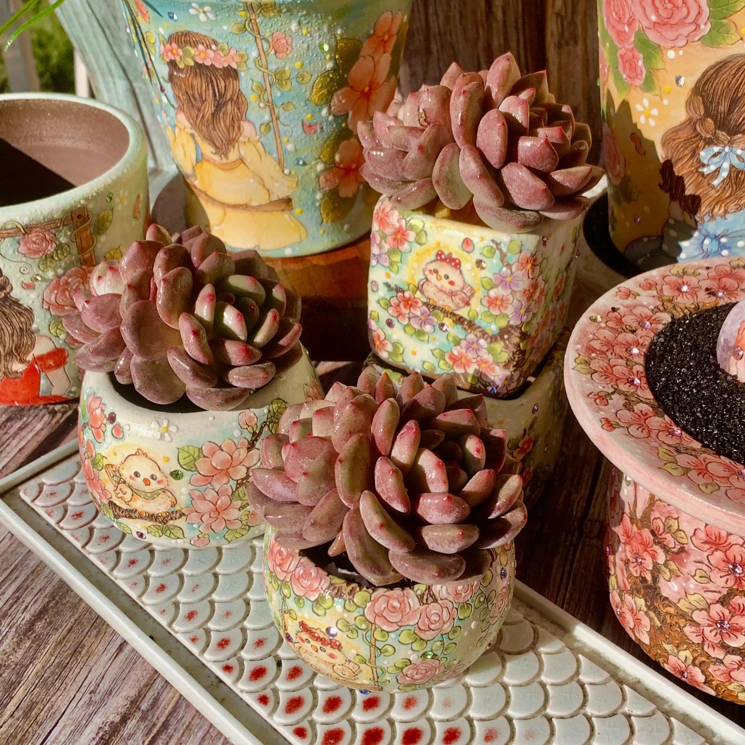 Echeveria Ariel