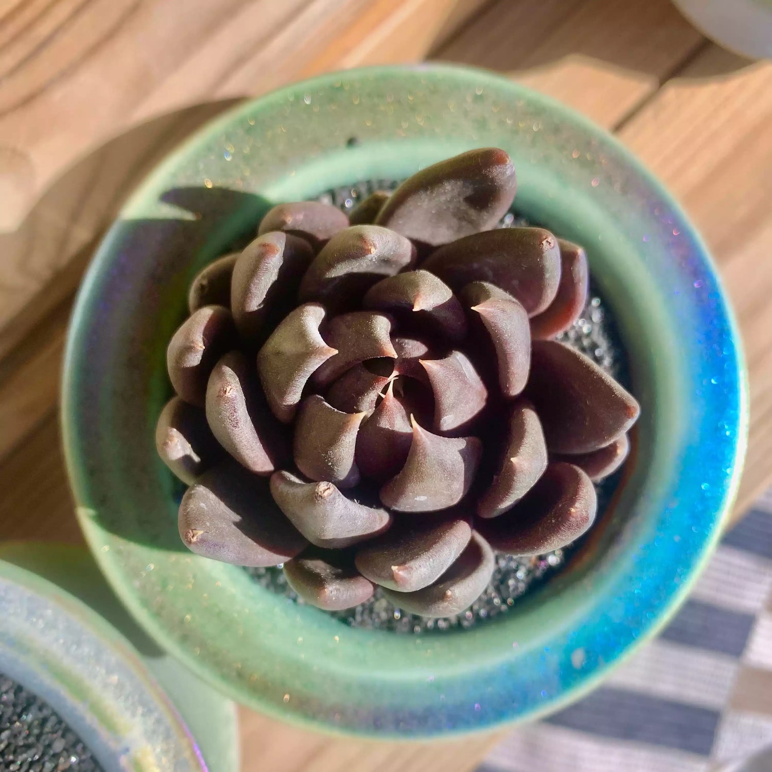 Echeveria Black Knight