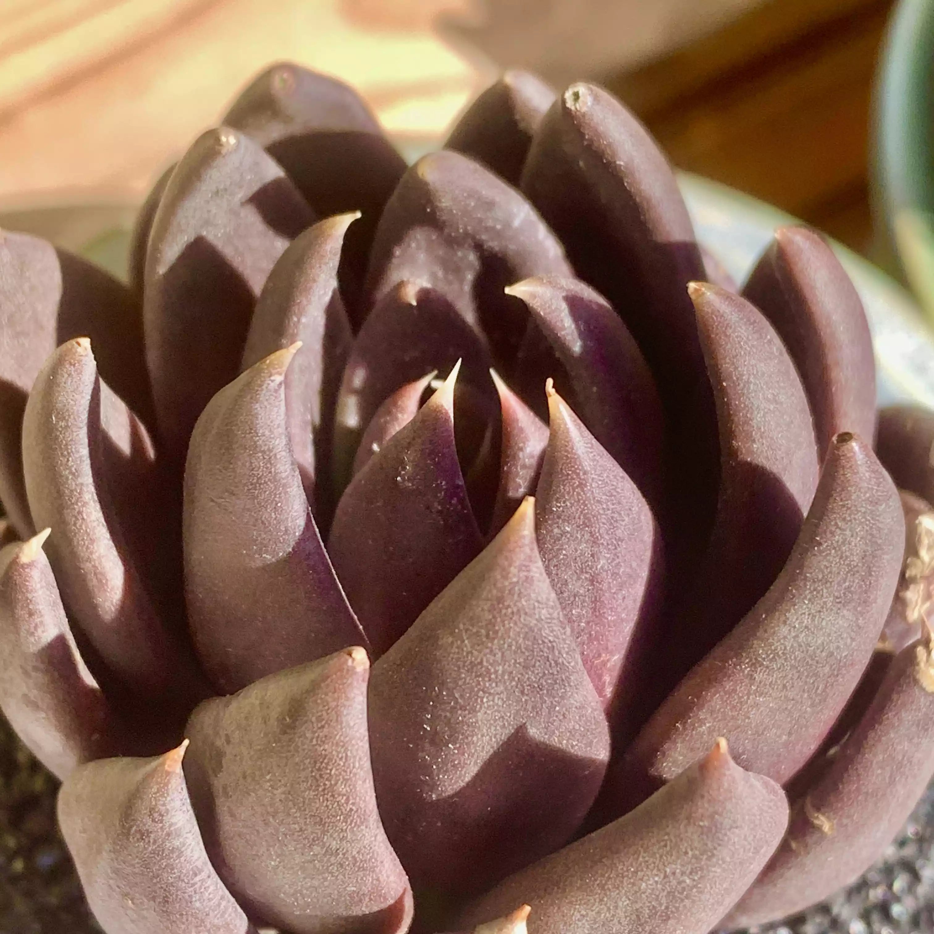 echeveria black knight succulent Echeveria Black Knight – The One Bloom