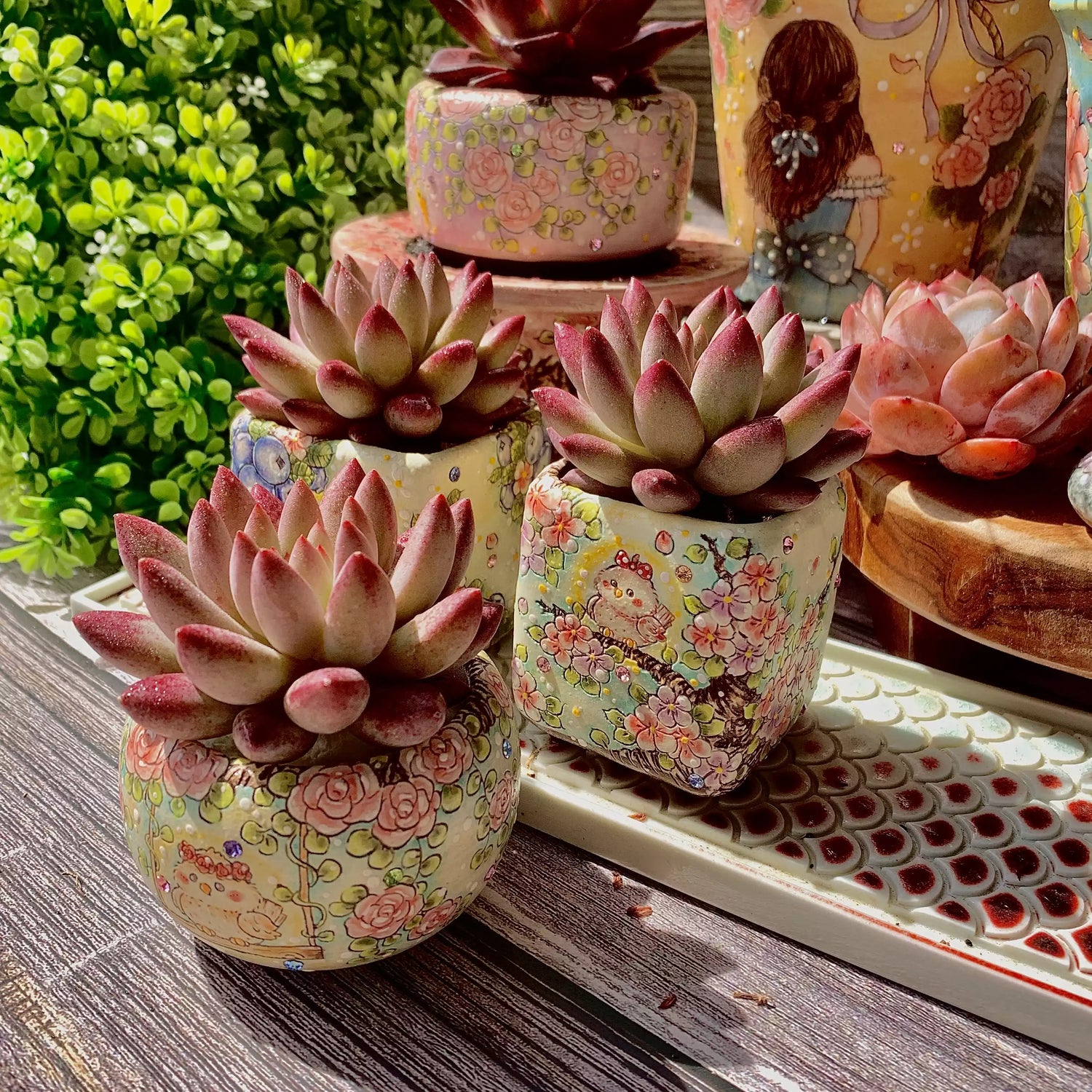 Echeveria Cherry