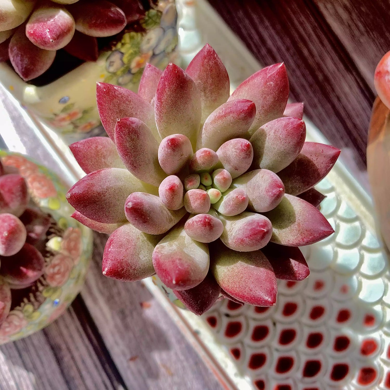 Cereza Echeveria