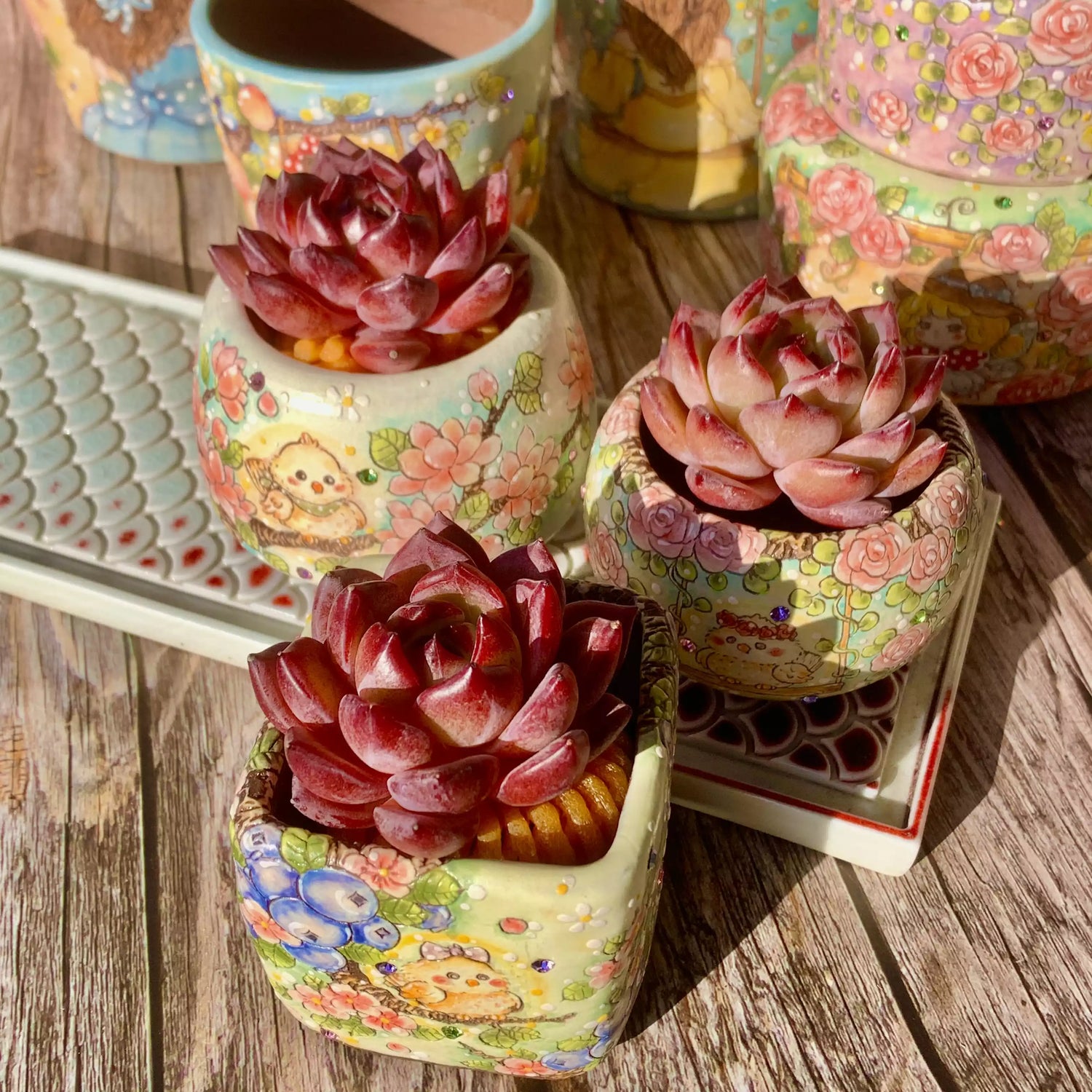 Echeveria LoveBird