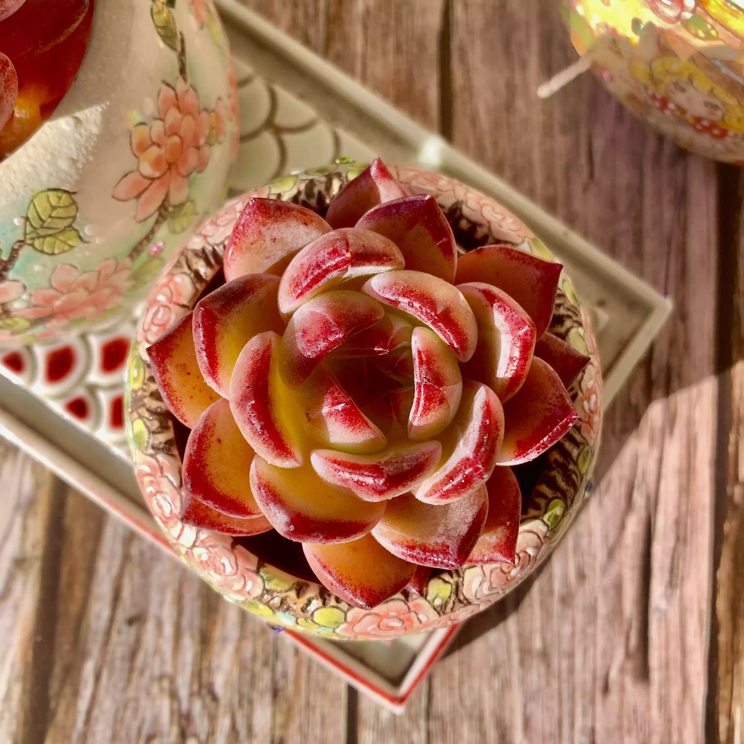 Echeveria LoveBird
