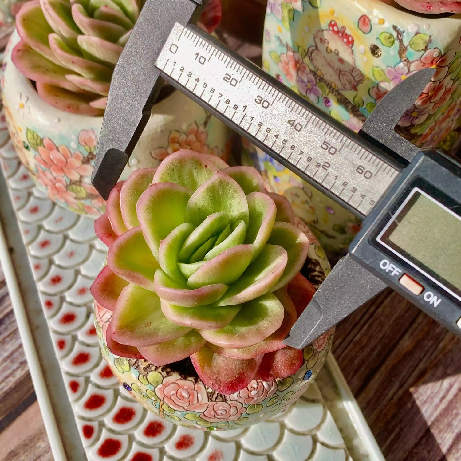 Echeveria Ice Rose Variegated