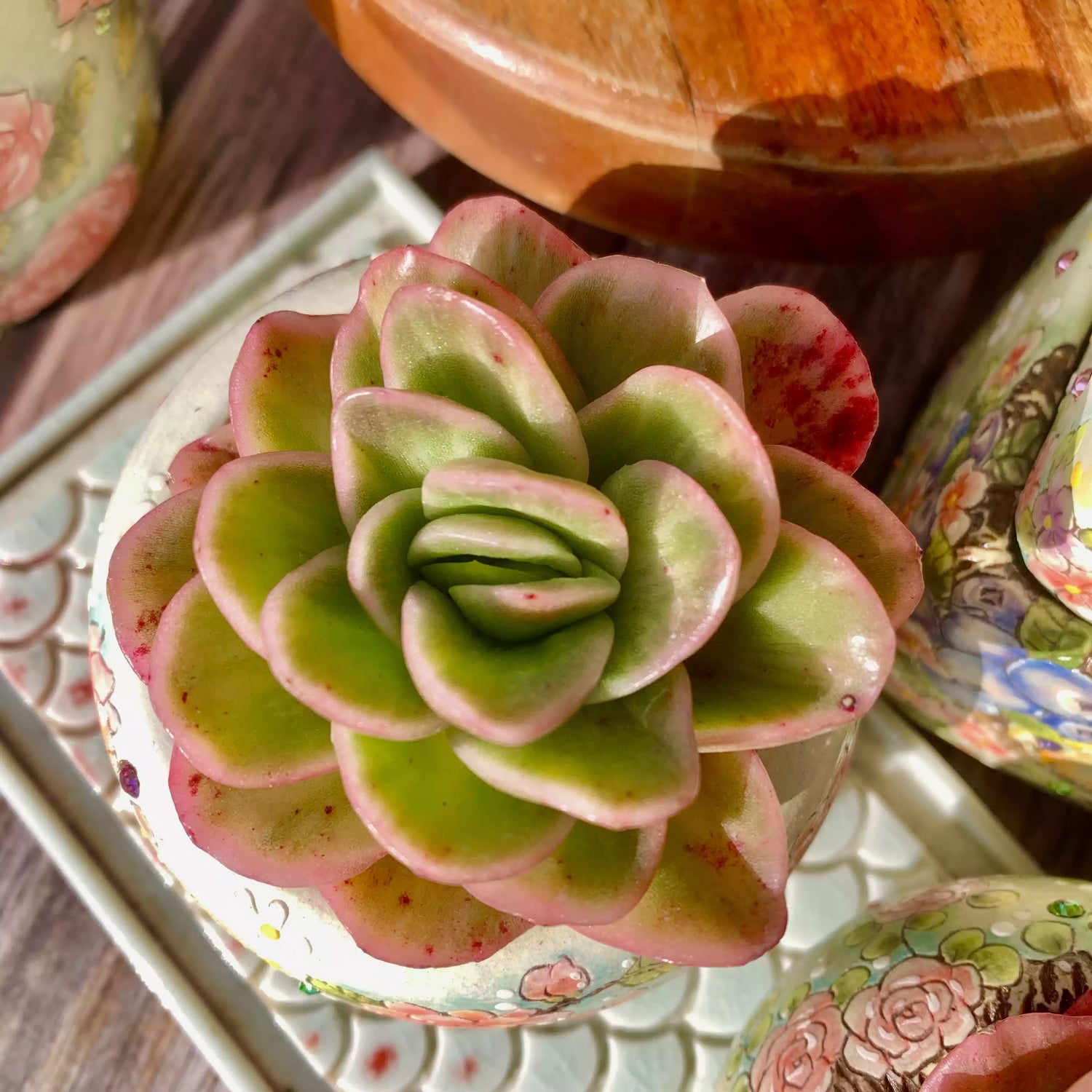 Echeveria Ice Rose Variegated