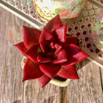 Outdoor Succulent DIY Kit