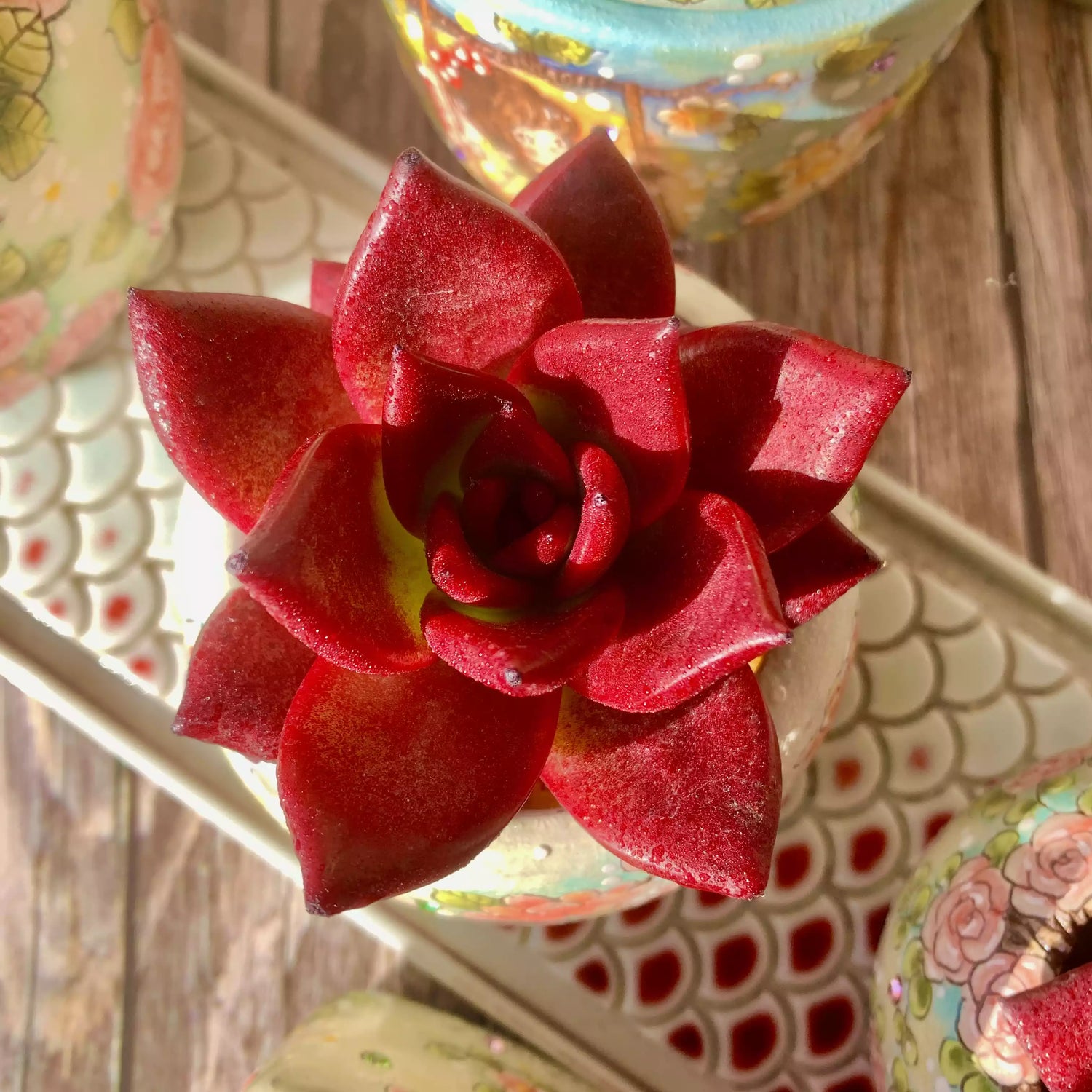 Echeveria Agavoides V Romeo Rubin