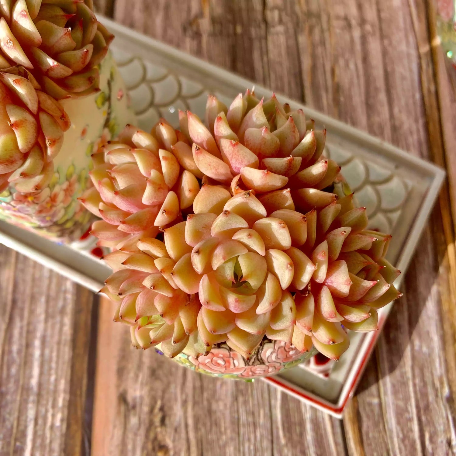 Echeveria Ben Badis