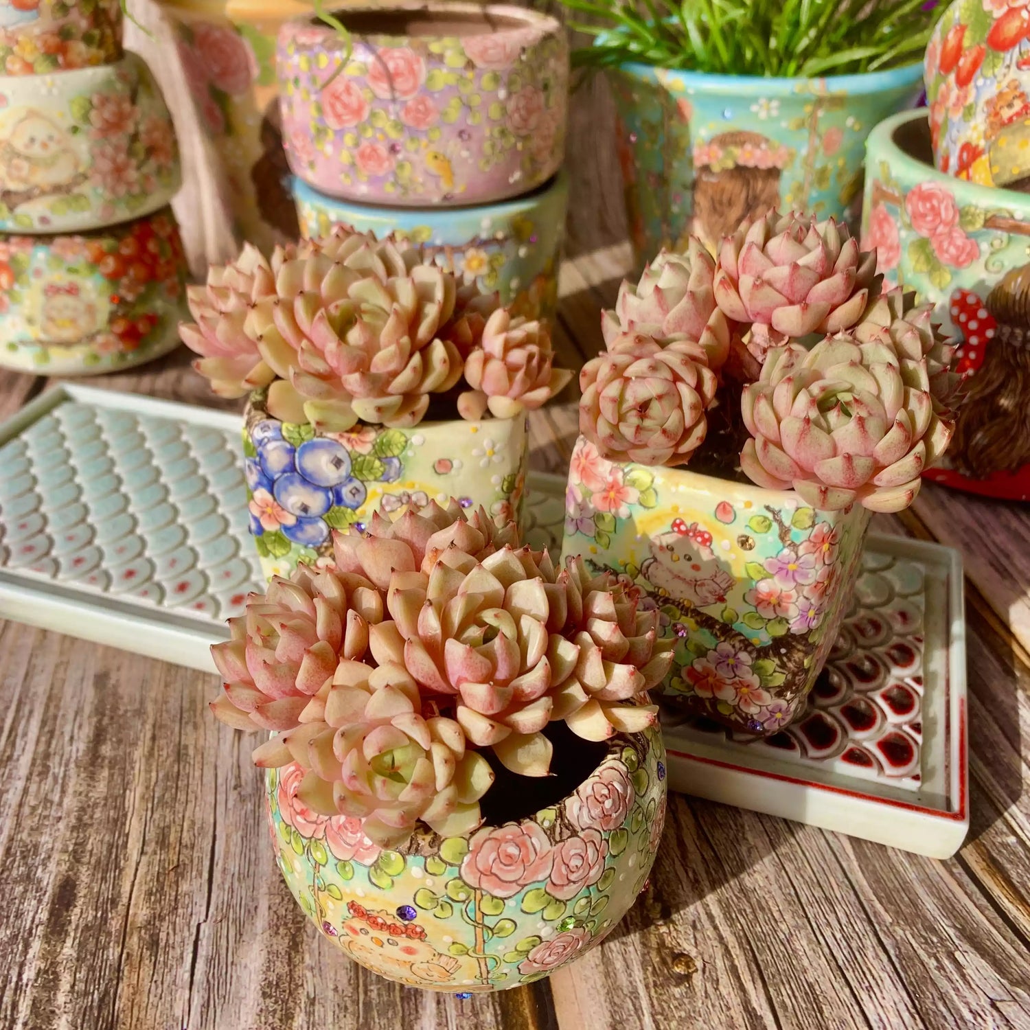 Echeveria Ben Badis
