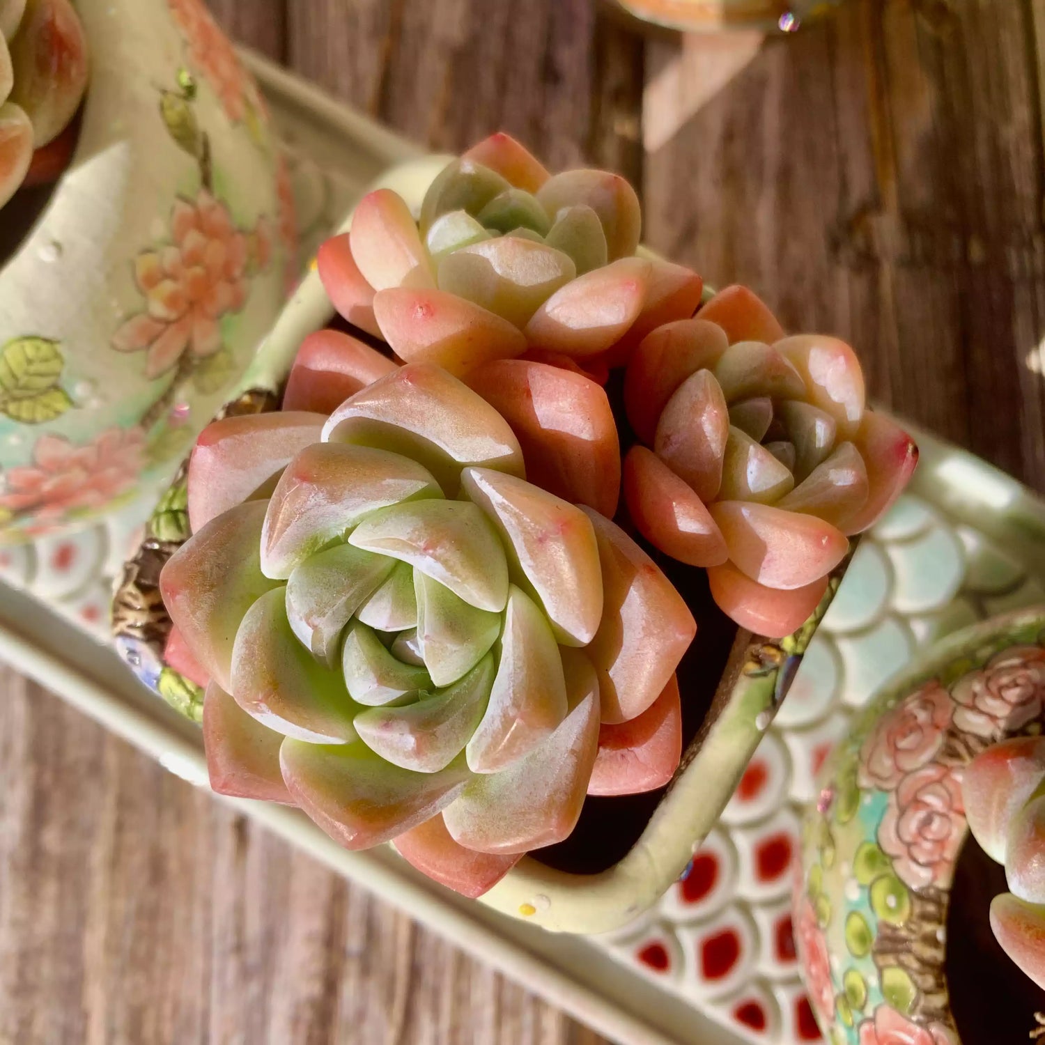 Echeveria Verde Hielo